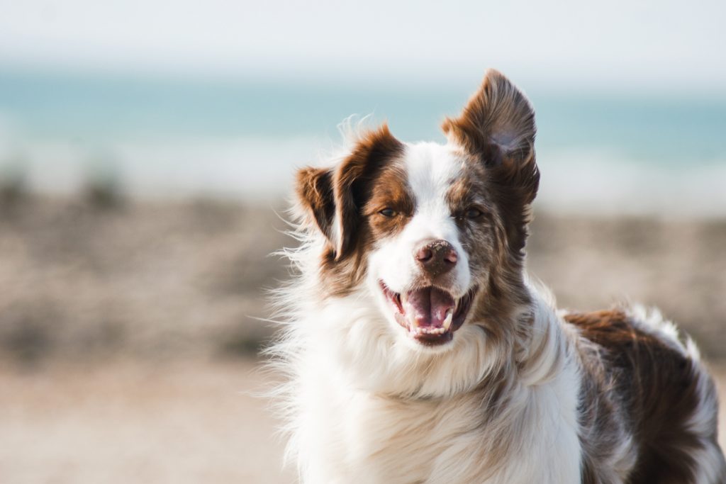 chien plage