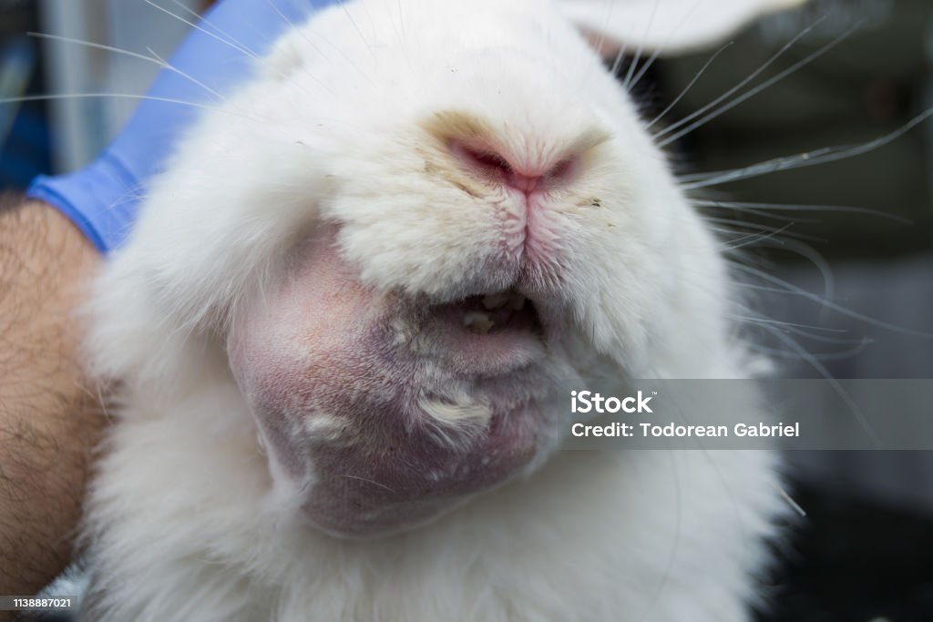Problème dentaire lapin